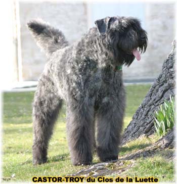 bouvier des flandres du clos de la luette - copyright d&eacute;pos&eacute;